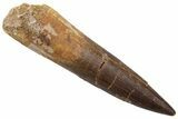 Fossil Plesiosaur (Zarafasaura) Tooth - Morocco #237571-1